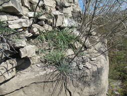 Image of Erysimum flavum (Georgi) Bobrov