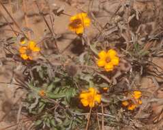 Image of narrowleaf zinnia