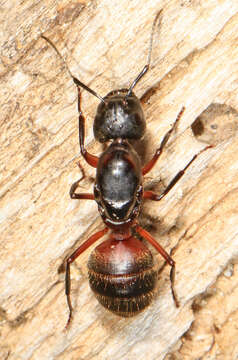 Plancia ëd Camponotus chromaiodes Bolton 1995