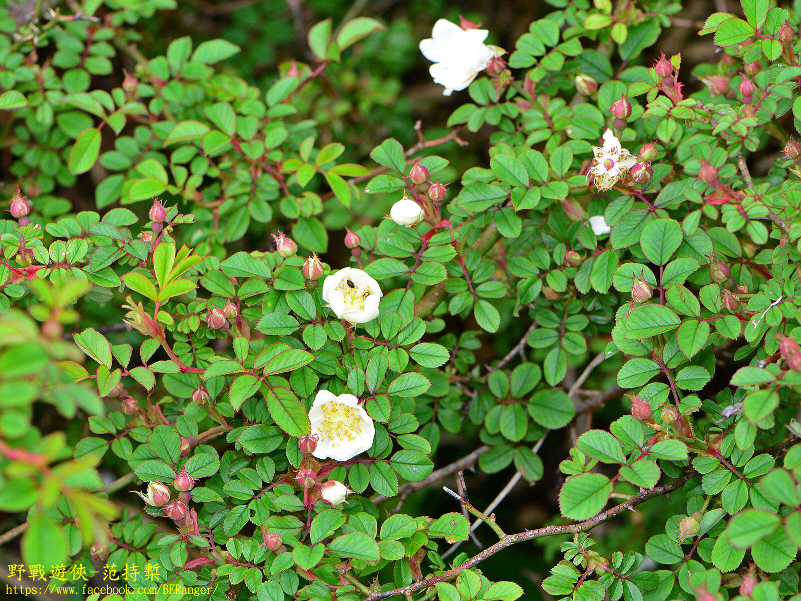 صورة Rosa transmorrisonensis Hayata