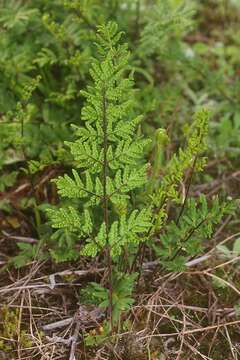 Image of Mulga fern