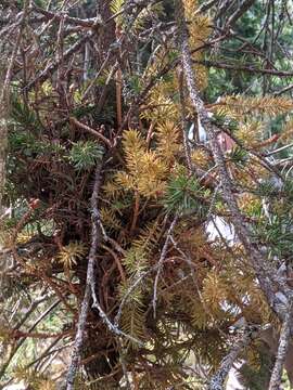 Image of Chrysomyxa arctostaphyli Dietel 1894