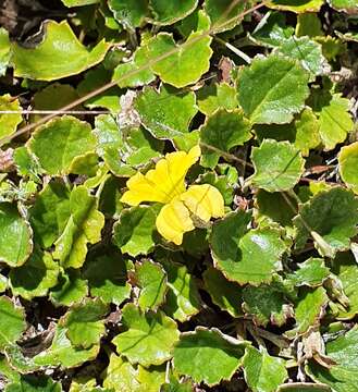 Image of Goodenia hederacea subsp. alpestris (K. Krause) R. Carolin