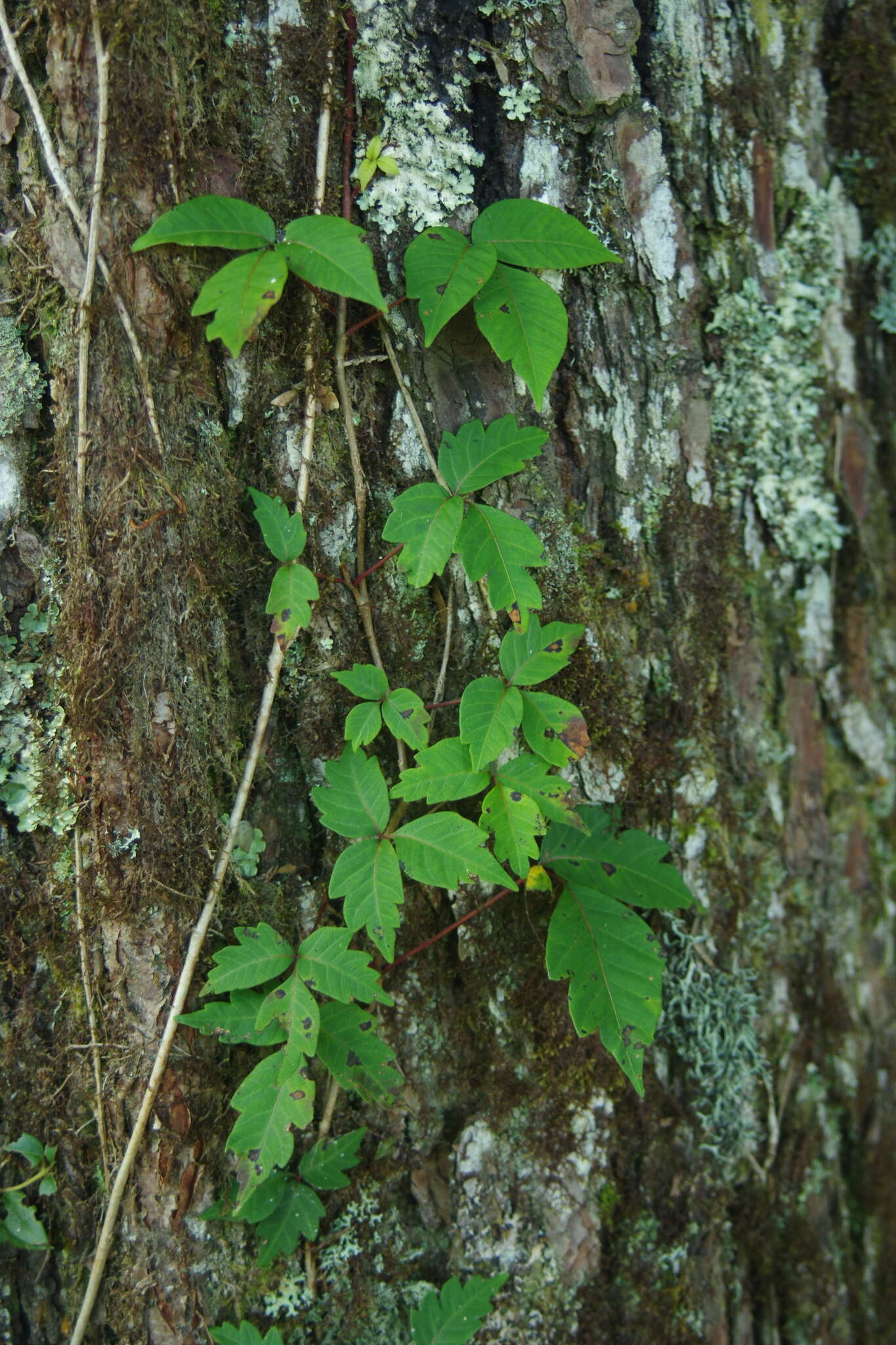 Image of Toxicodendron orientale Greene