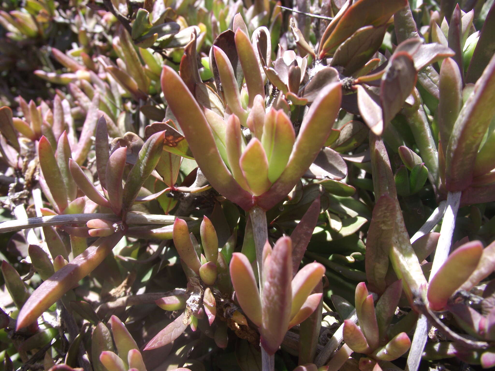 Image of Delosperma calycinum L. Bol.