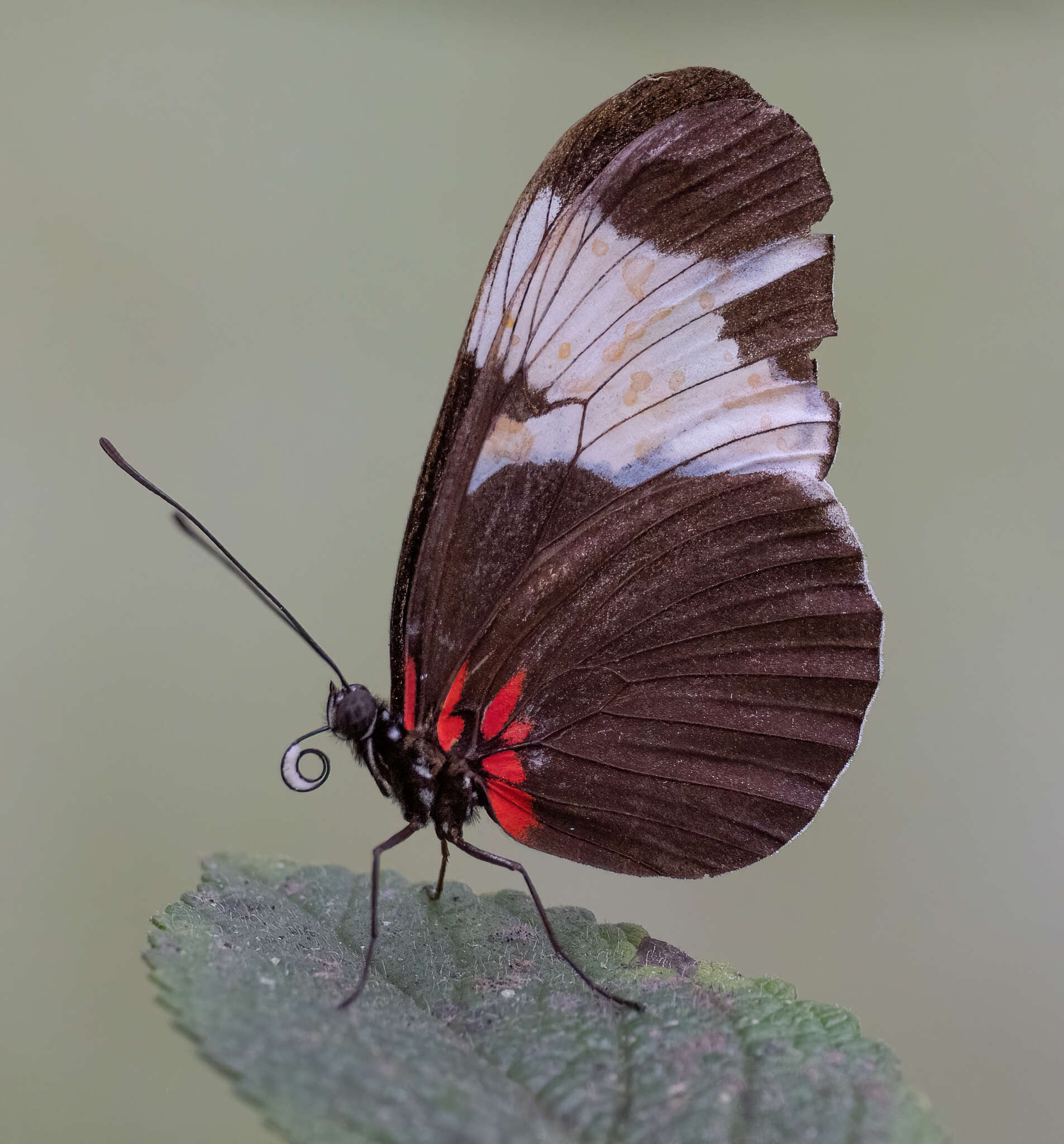 Image of Heliconius sapho Drury 1782