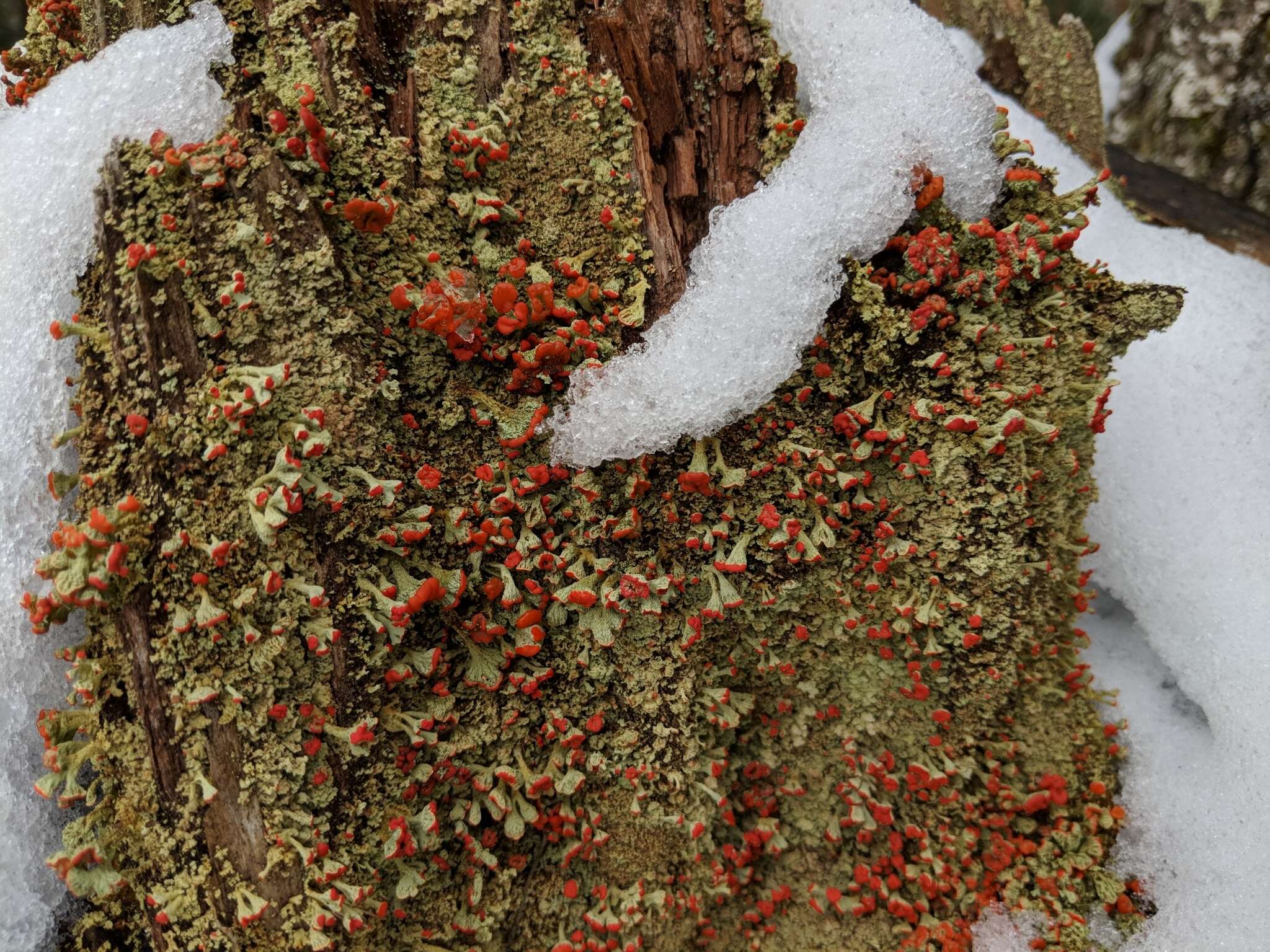 Image of cup lichen