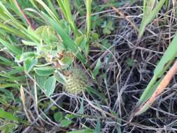 Image of Medicago intertexta subsp. ciliaris (L.) Ponert