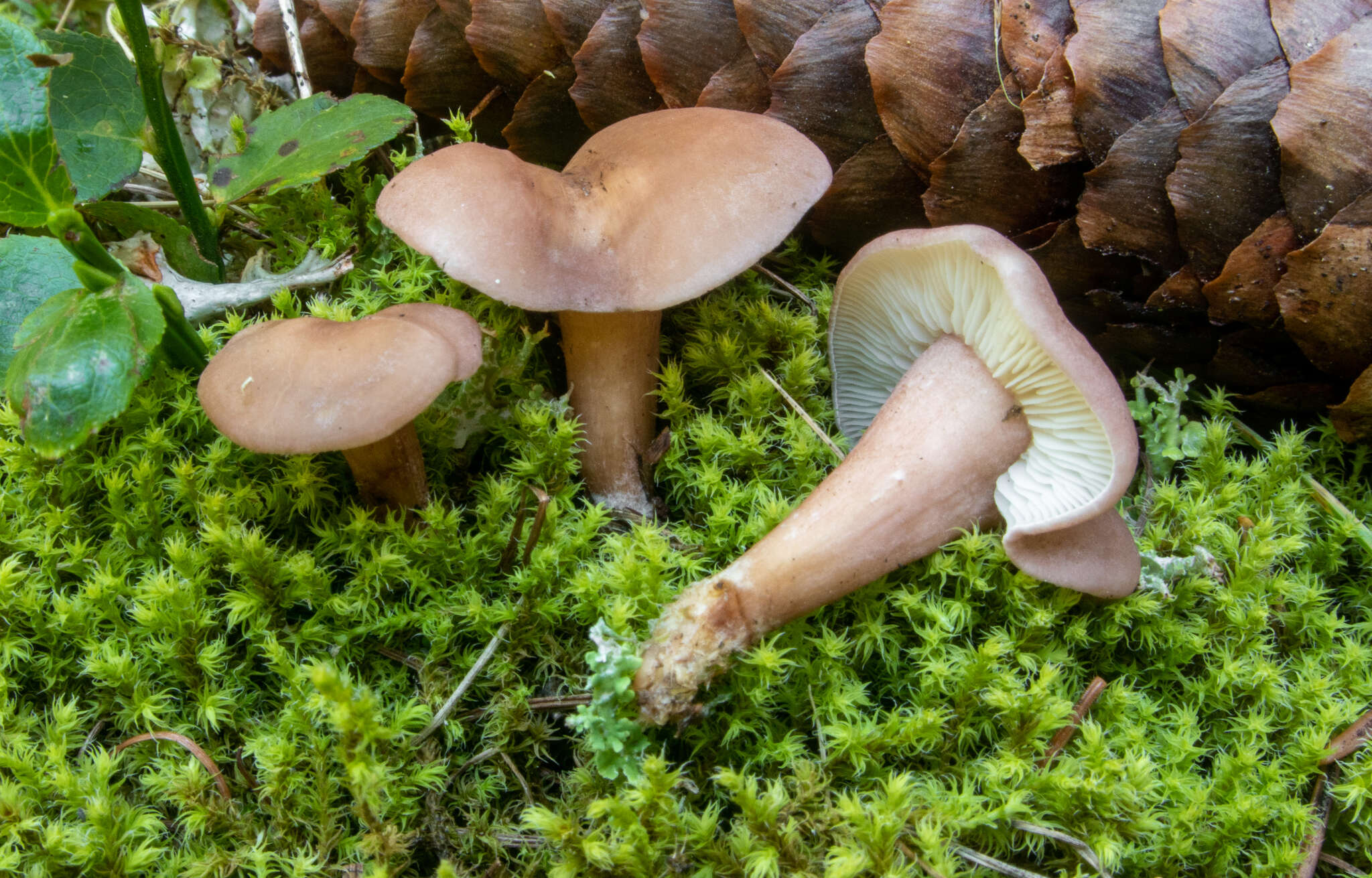 Слика од Calocybe carnea (Bull.) Donk