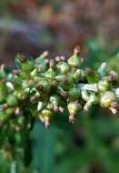 Imagem de Gamochaeta purpurea (L.) Cabrera