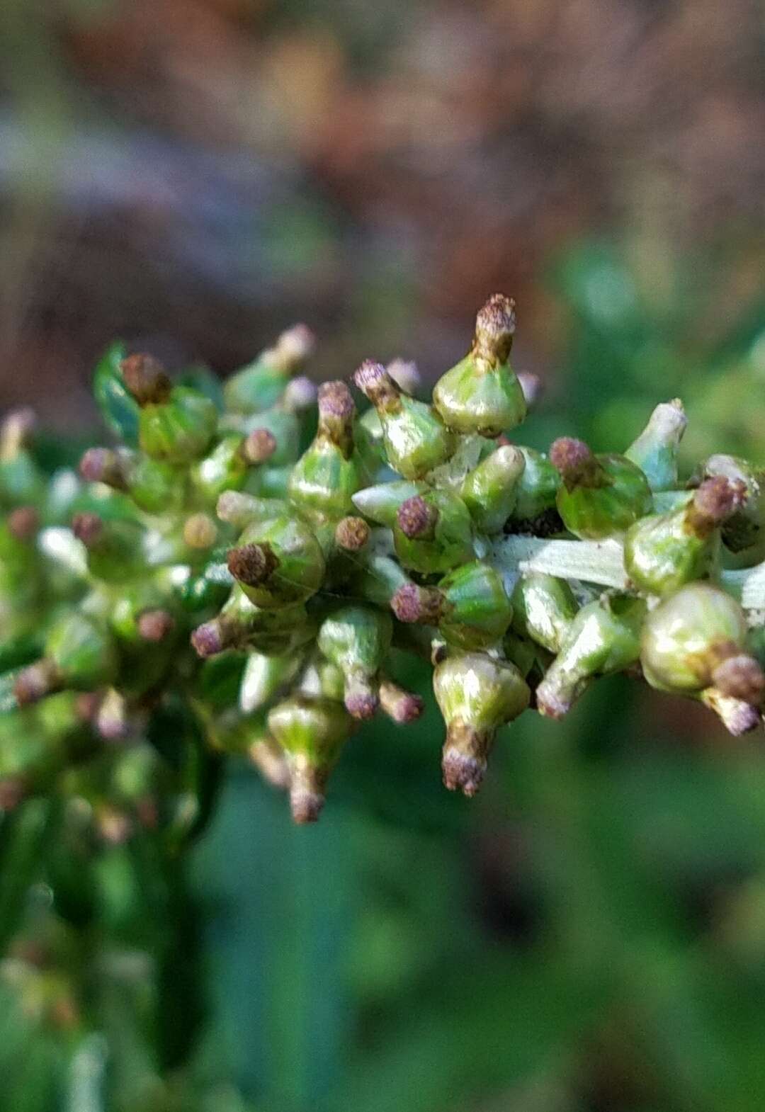 Imagem de Gamochaeta purpurea (L.) Cabrera