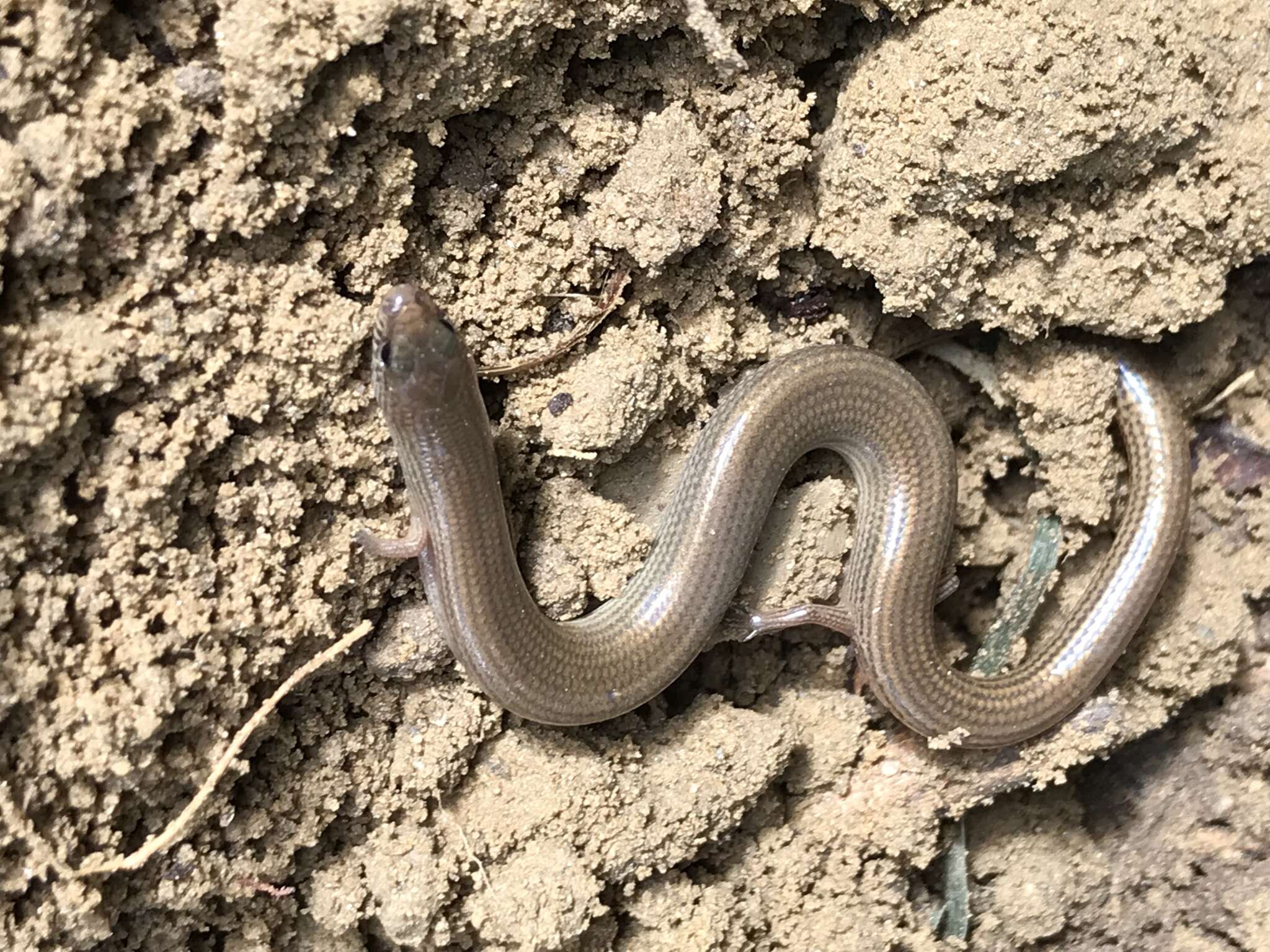 Image of Lygosoma siamense Siler, Heitz, Davis, Freitas, Aowphol, Termprayoon & Grismer 2018