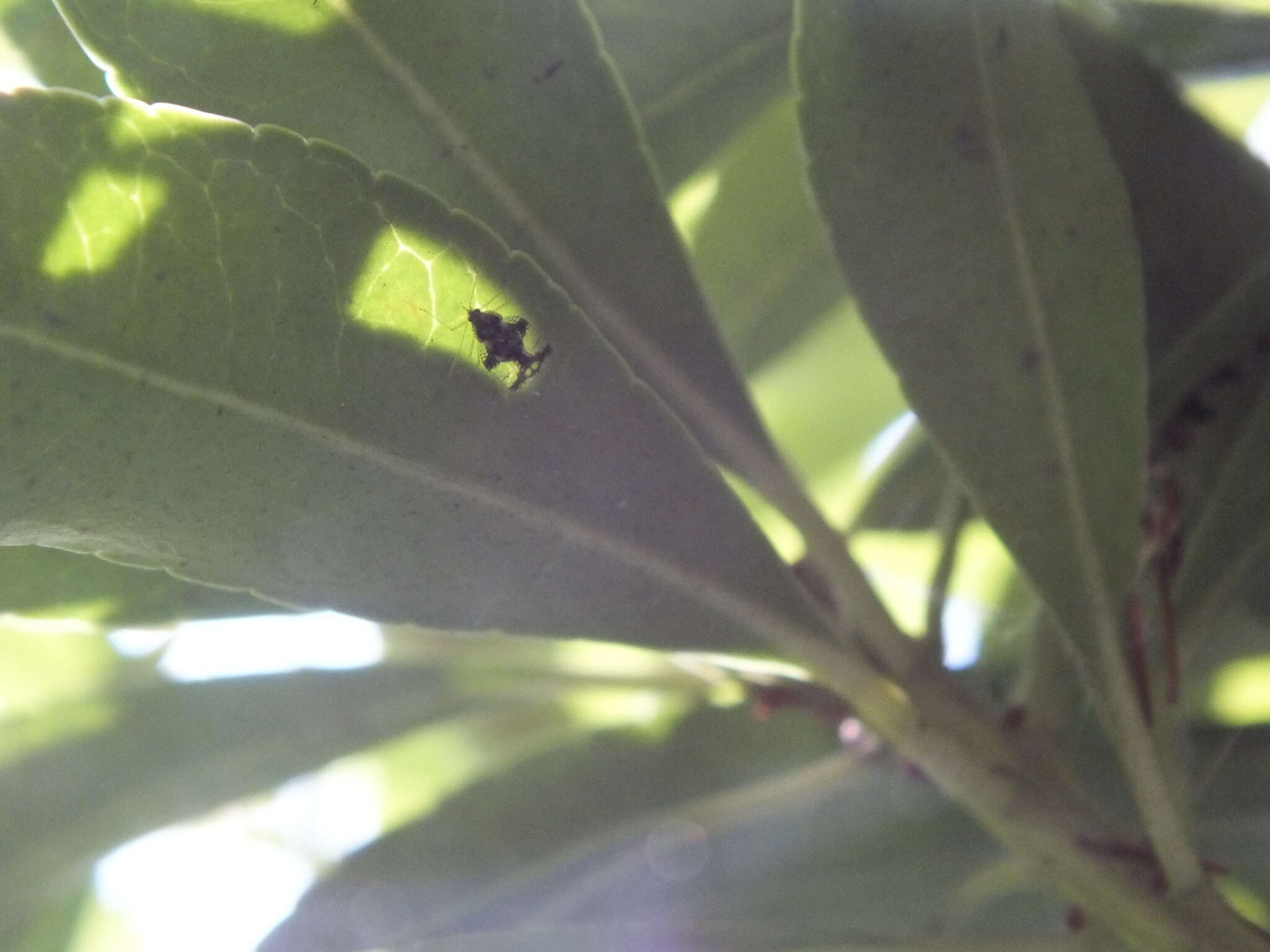 Image of Andromeda Lace Bug