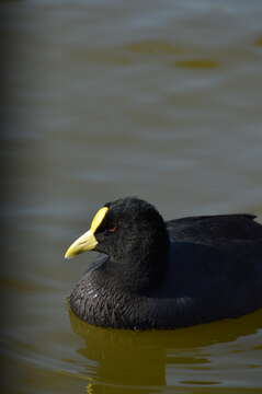 Image of White-winged Coot