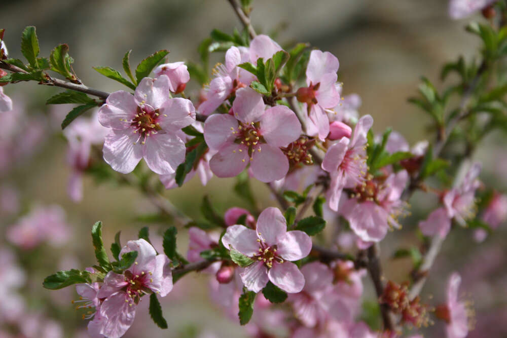 Imagem de Prunus pedunculata (Pall.) Maxim.