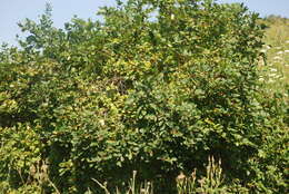 Image of Manchurian honeysuckle