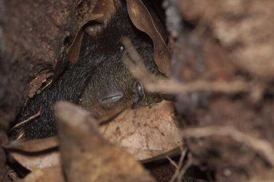 Image of Lesser Treeshrew