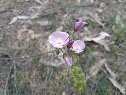 Image of Drosera stricticaulis (Diels) O. H. Sargent