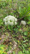 Image of Schulzia crinita (Pall.) Spreng.