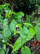 Image of Aristolochia pilosa Kunth