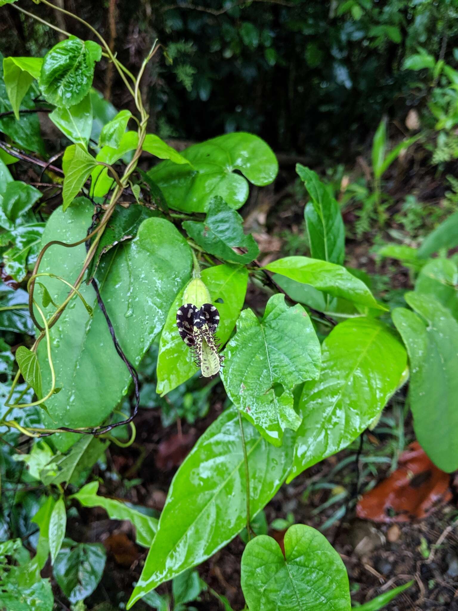 Plancia ëd Aristolochia pilosa Kunth