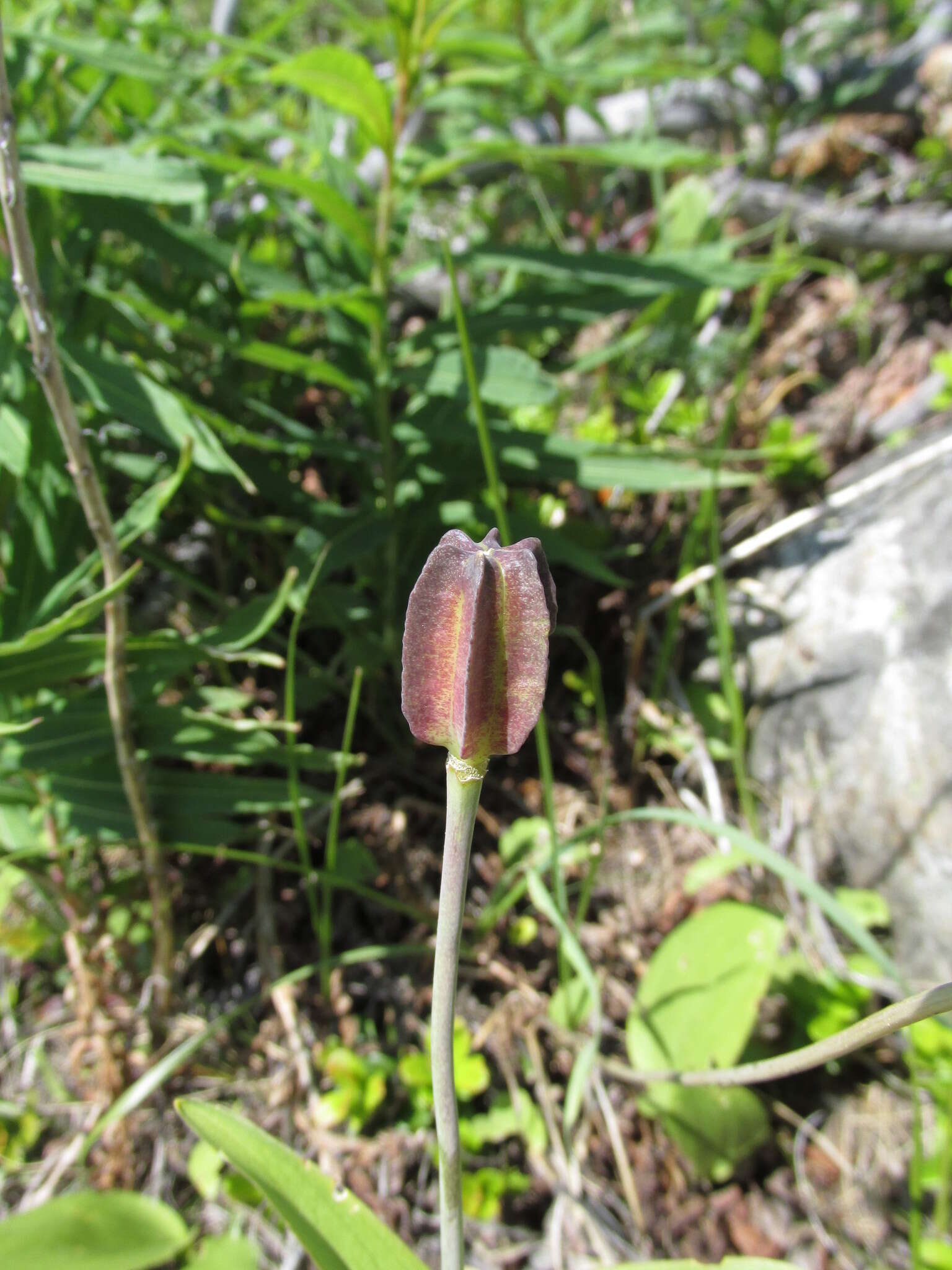 Image of Fritillaria dagana Turcz.