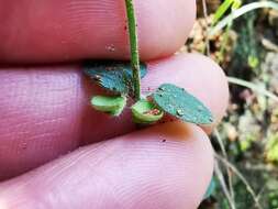 Scutellaria monterreyana B. L. Turner resmi