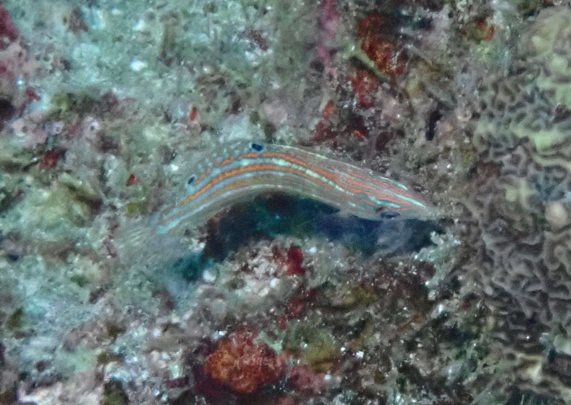 Image of Adorned wrasse