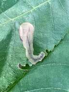 Image of Pecan Leafminer