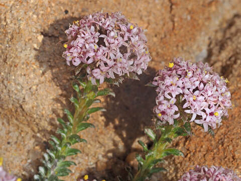 Слика од Elytropappus hispidus (L. fil.) Druce