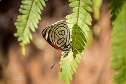 Image of Diaethria candrena Godart 1823