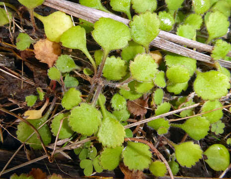 Image of Leptinella rotundata (Cheeseman) D. G. Lloyd & C. J. Webb