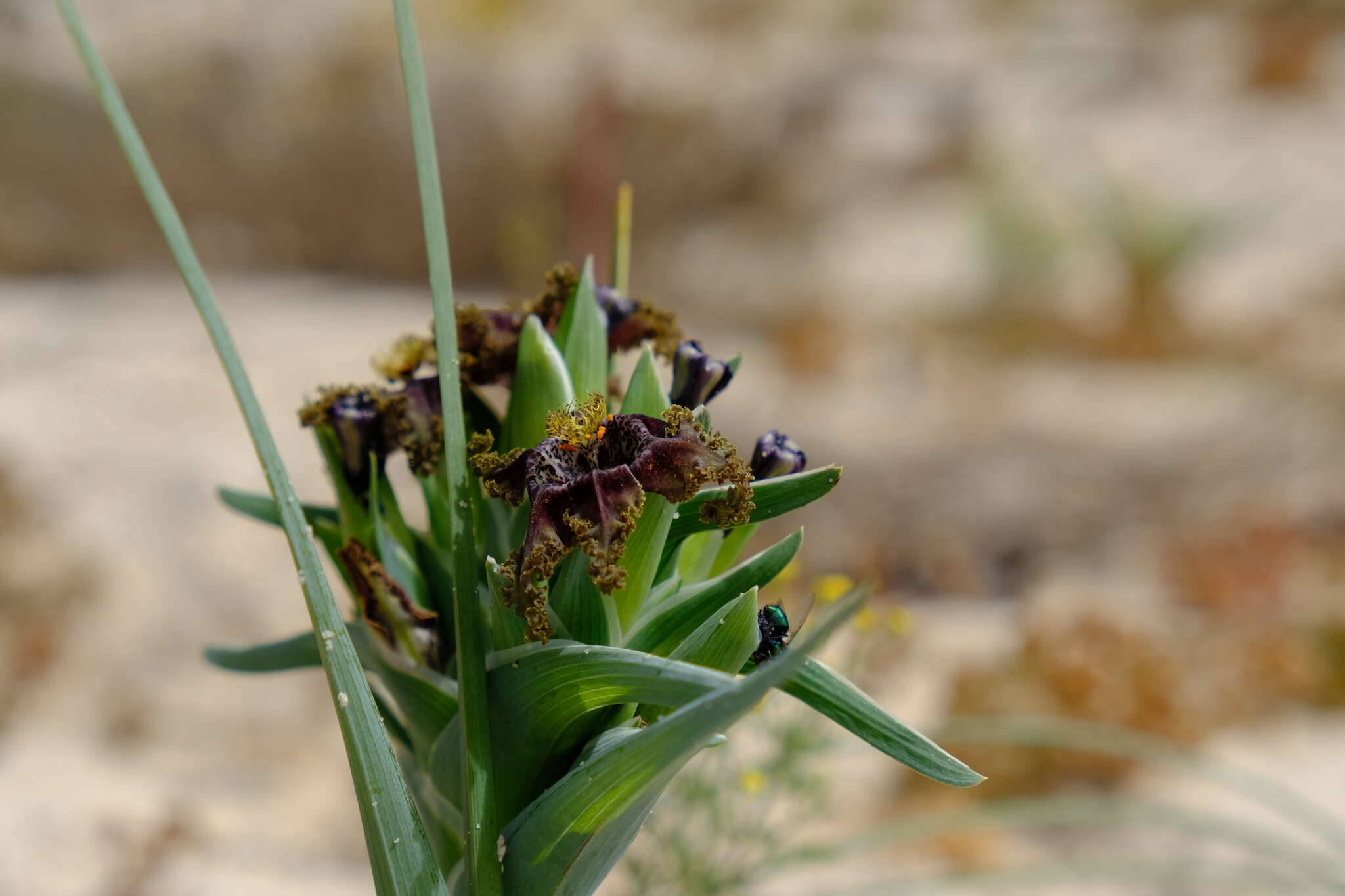 Image of Ferraria foliosa G. J. Lewis