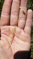 Stellaria longipes Goldie resmi