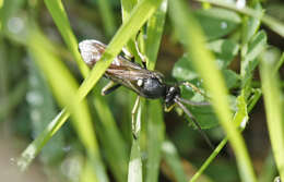 Image of Ctenichneumon divisorius (Gravenhorst 1820)