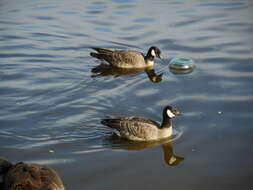 Plancia ëd Branta hutchinsii (Richardson 1832)