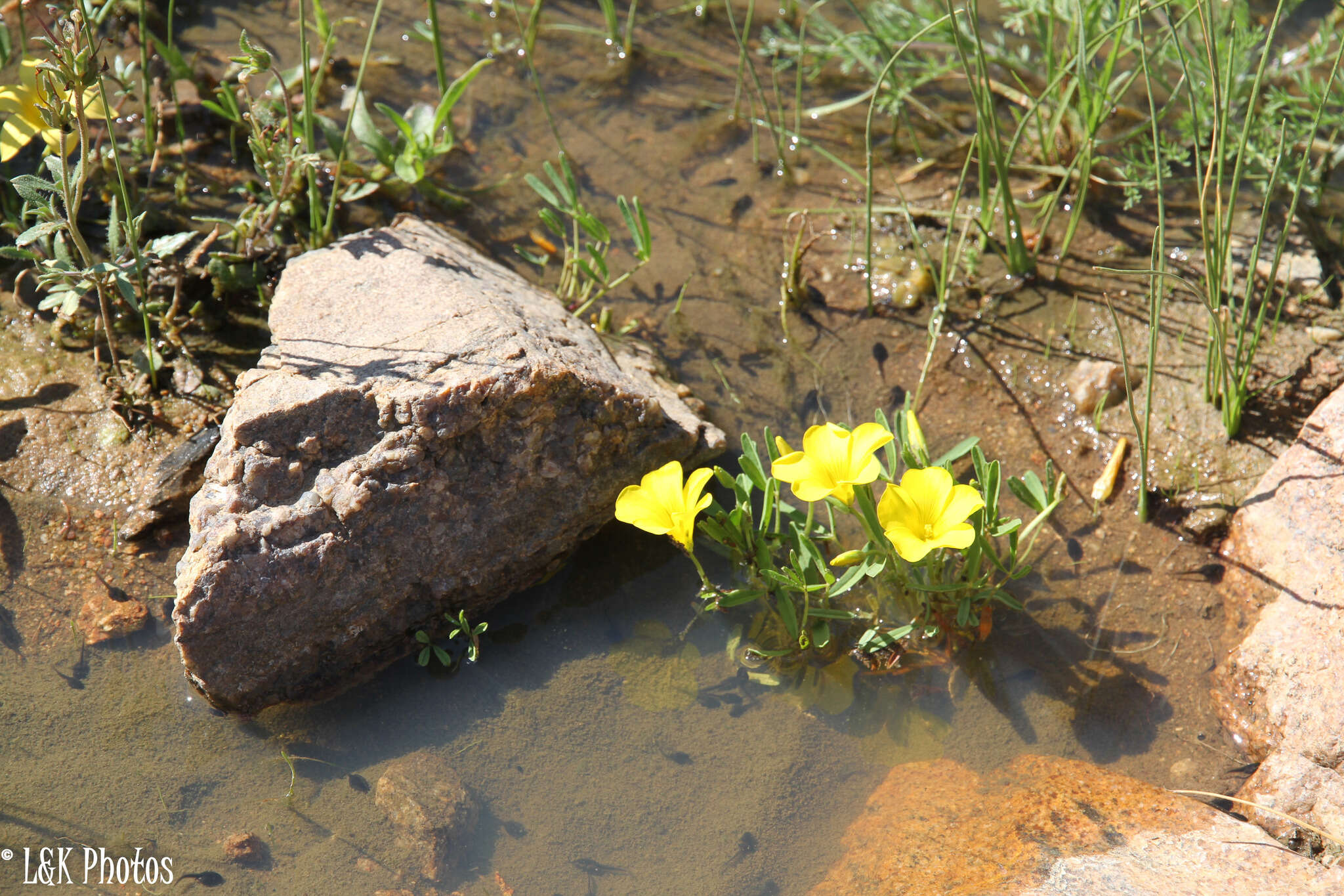 Image of Oxalis namaquana Sond.