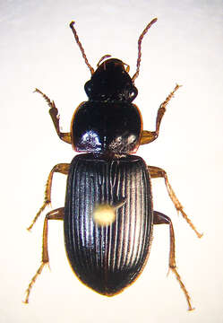 Image of Harpalus (Pseudoophonus) compar Le Conte 1847