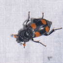 صورة Nicrophorus (Nicrophorus) herscheli Sikes & Madge 2006