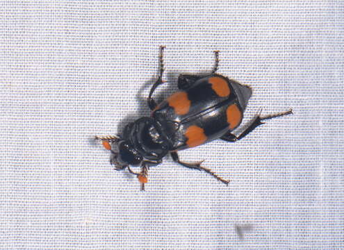 صورة Nicrophorus (Nicrophorus) herscheli Sikes & Madge 2006