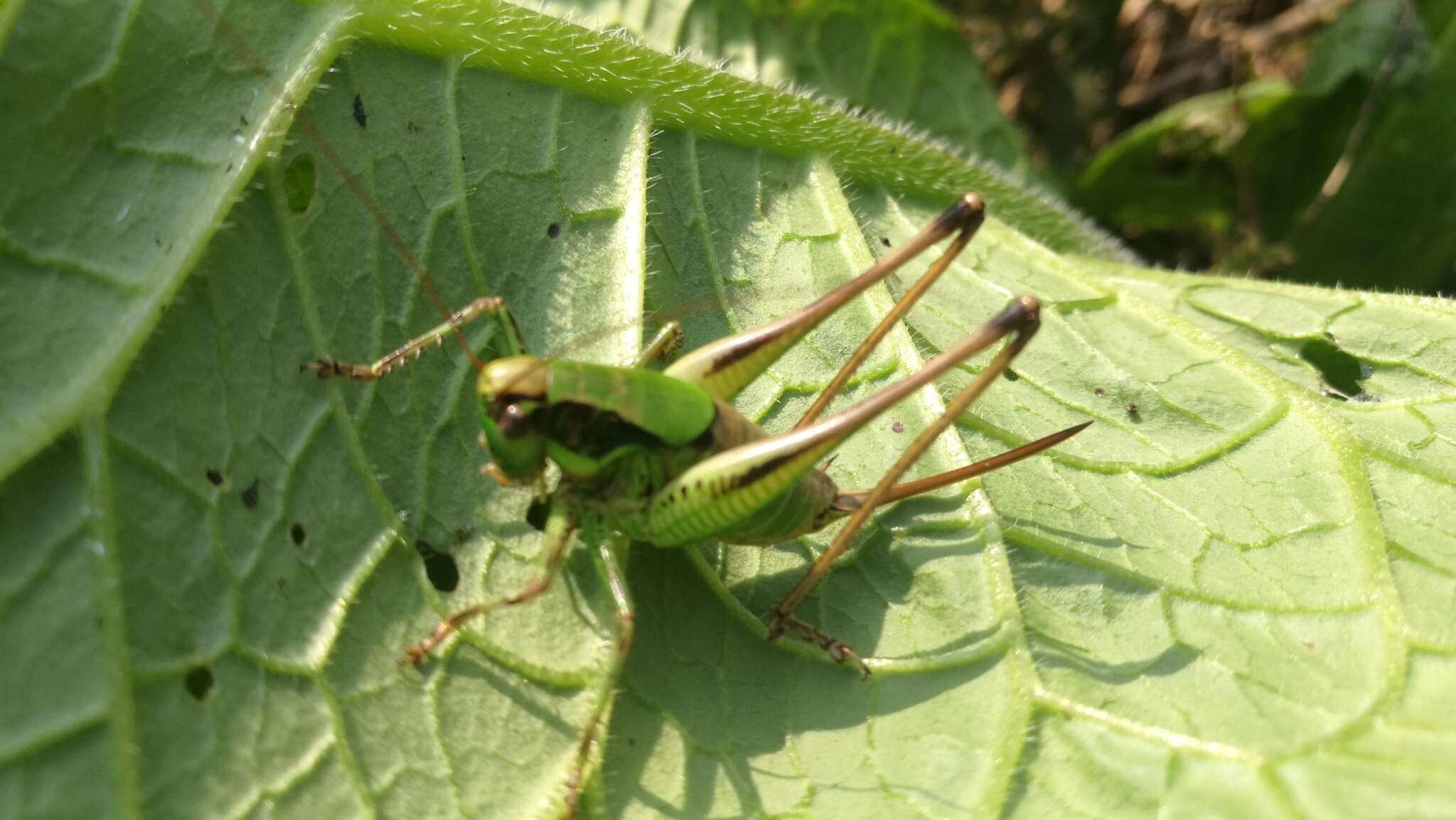 Image of Eupholidoptera chabrieri (Charpentier 1825)