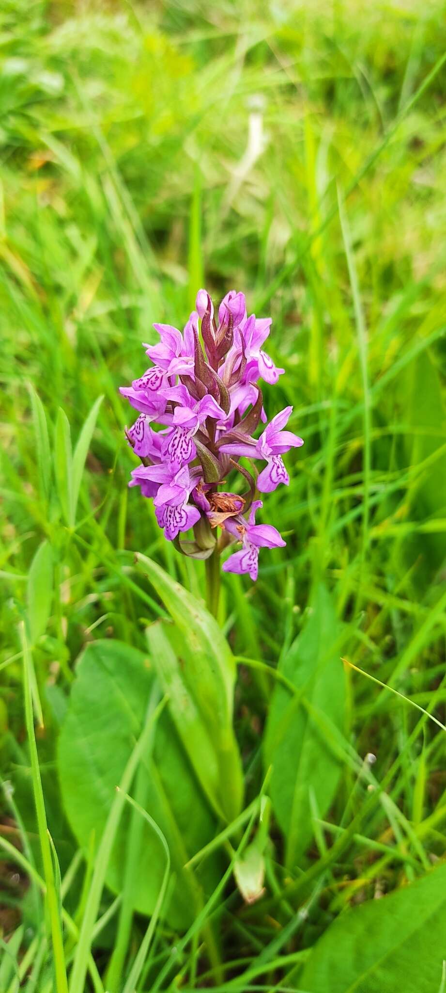 Image of Dactylorhiza elata subsp. sesquipedalis (Willd.) Soó