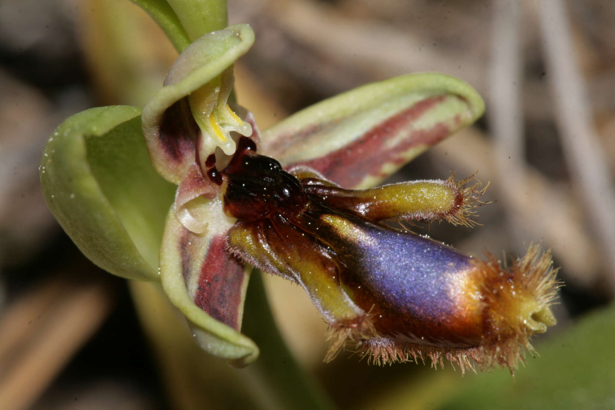 صورة Ophrys speculum subsp. regis-ferdinandii (Acht. & Kellerer ex Renz) Soó