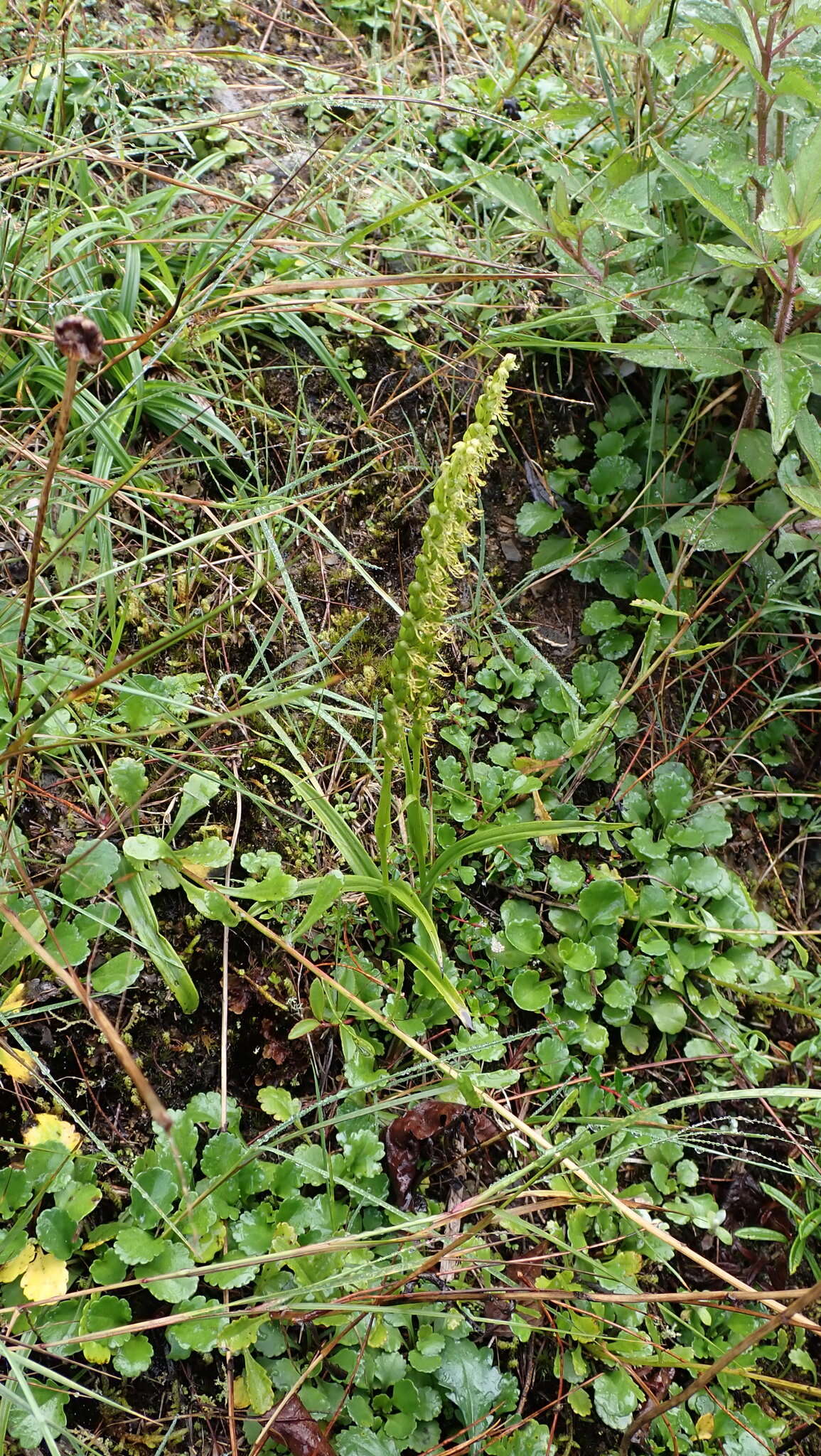 Herminium lanceum (Thunb. ex Sw.) Vuijk resmi