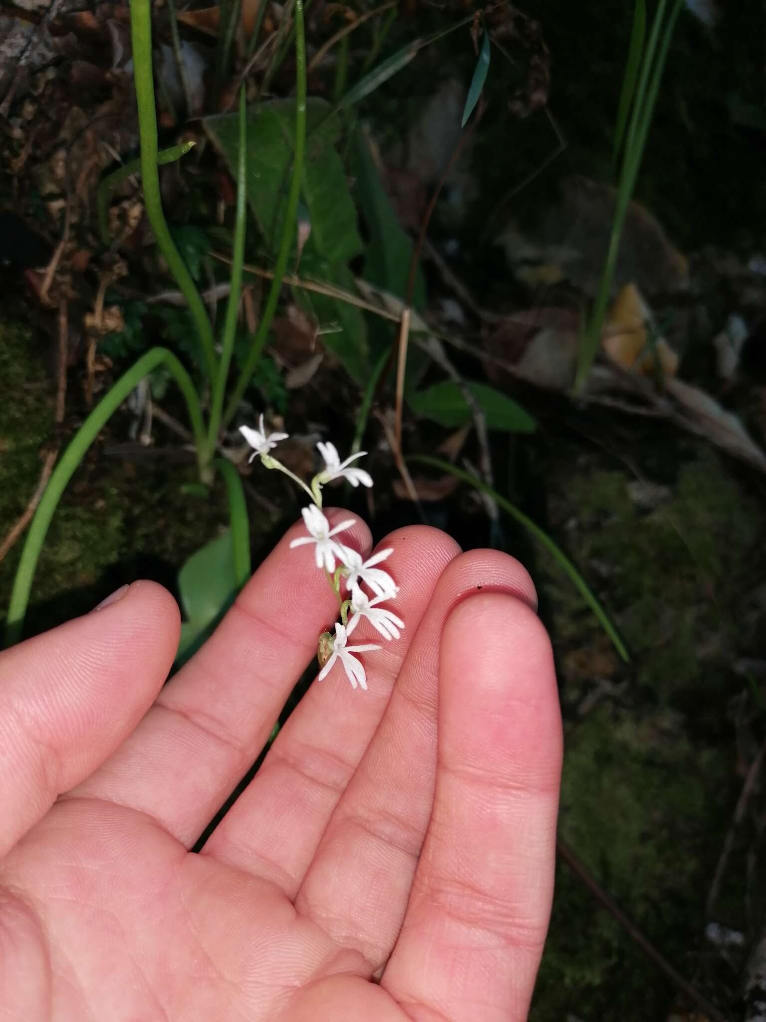 Слика од Holothrix parviflora (Lindl.) Rchb. fil.