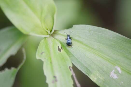 صورة <i>Lema concinnipennis</i>