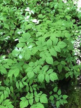 Image of Appalachian False Goat's-Beard