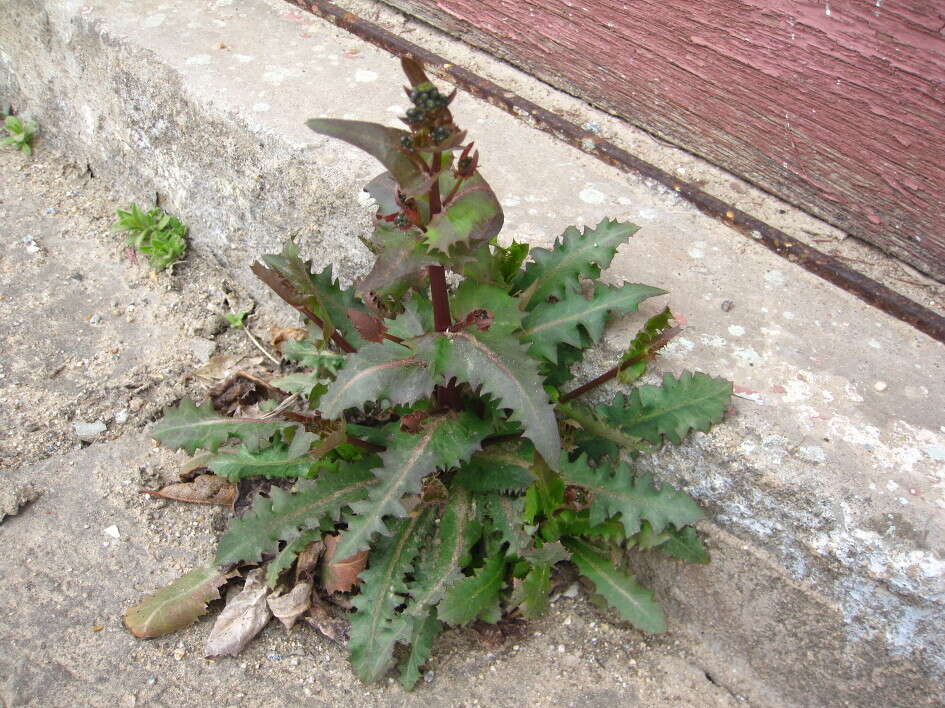 Image of Crepidiastrum sonchifolium (Maxim.) J. H. Pak & Kawano