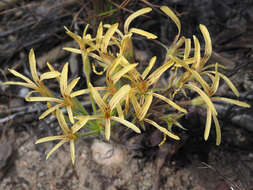 Image of Pelargonium longiflorum Jacq.