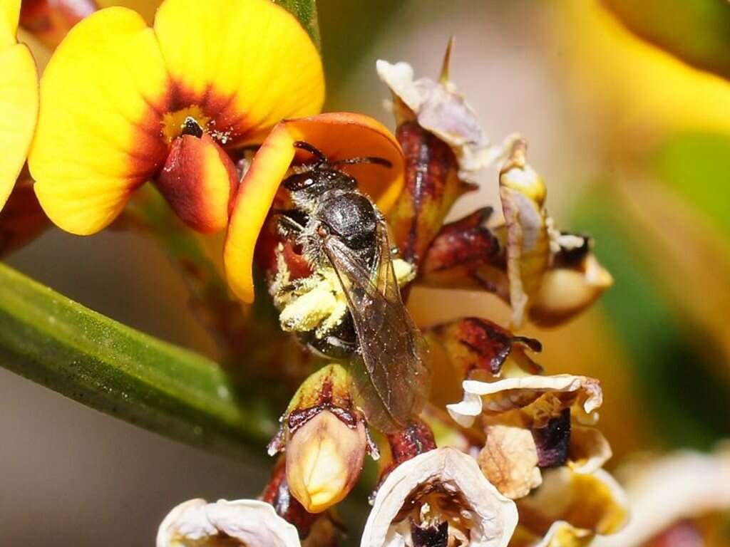 Lasioglossum calophyllae (Rayment 1935)的圖片